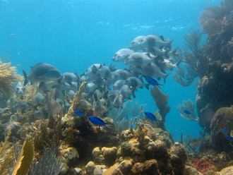 Underwater world by Dasa, Utila