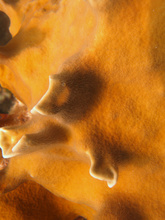 Coral detail, Underwater world by Dasa, Utila