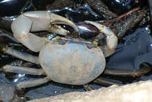 Utila crab