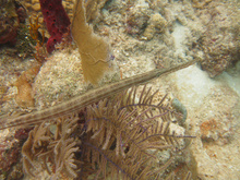Trumpet fish, Underwater world by Dasa, Utila