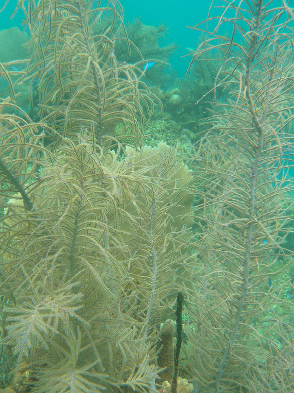 Underwater world by Dasa, Utila