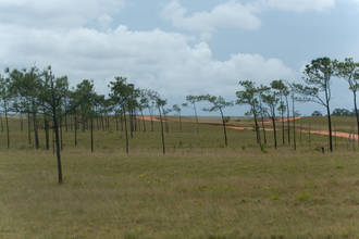 Savanas of La Mosquitia