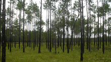 Pine forest of La Mosquitia