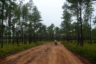 Pine forest of La Mosquitia