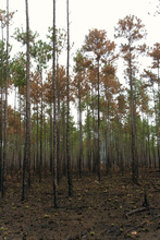 Pine forest of La Mosquitia