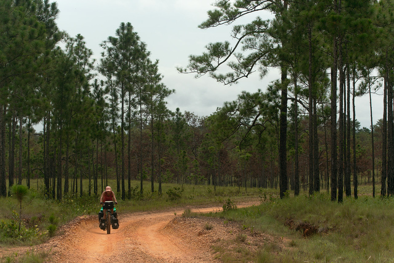 Road through pine forests in La Mosquitia