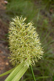 Flowers of La Mosquitia
