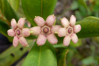 Flowers of La Mosquitia