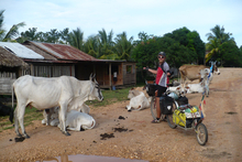 Cows everywhere in RAAN