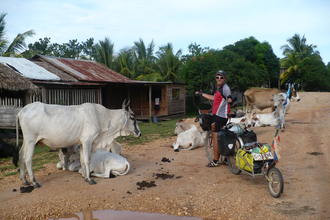 Cows everywhere in RAAN