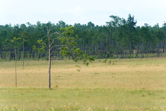 Pine forests in RAAN