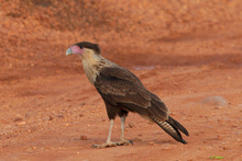 A bird in RAAN, La Mosquitia