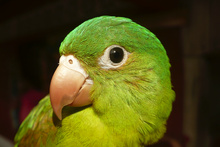 Green parrot of Atlantico norte