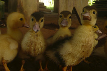 Cute ducks by Dasa