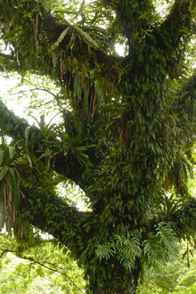 Tree covered by various plants