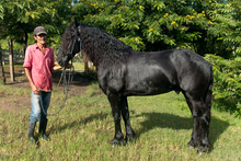 Rafael's horse