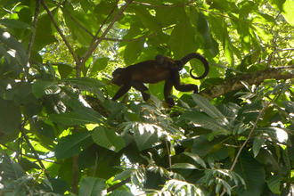 Howler monkeys in someone's garden