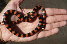 Harmless coral snake in National Park Volcan Masaya