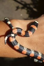 Harmless coral snake in National Park Volcan Masaya