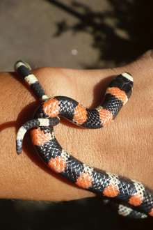 Harmless coral snake in National Park Volcan Masaya