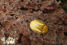 Some beatle by the crater