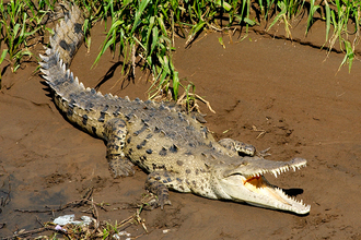 Waiting for the bird's dentists, Rio Tarcoles, Costa Rica