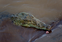 Hungry crocodile in Rio Tarcoles, Costa Rica