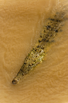 Crocodile in Rio Tarcoles, Costa Rica