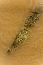 Crocodile in Rio Tarcoles, Costa Rica