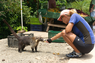 Coati has no fear, Costa Rica