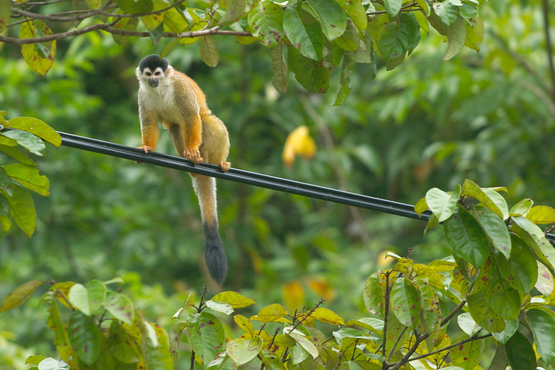 Squirrel monkey sitting on the electric cable, Costa Rica