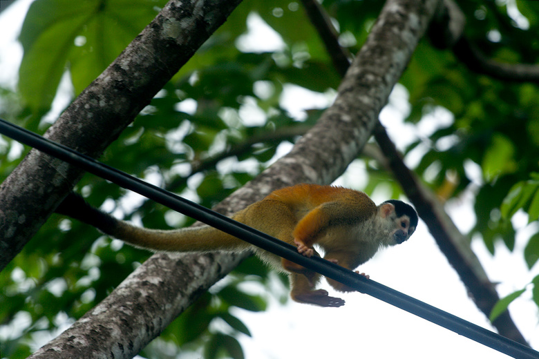 Squirrel monkey on the electric cable, Costa Rica