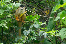 Squirrel monkey in Osa, Costa Rica