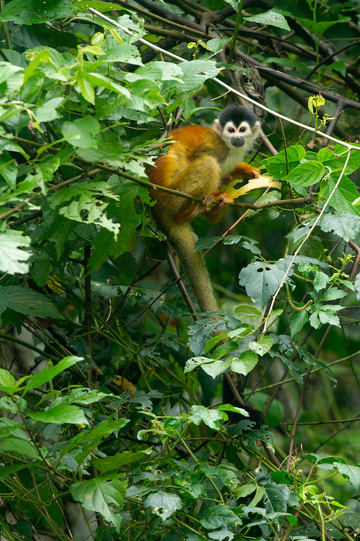 Squirrel monkey near the road, Costa Rica