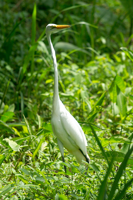 The Great White Heron in Costa Rica