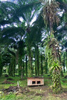 Palm trees in Costa Rica