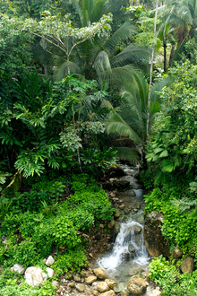 Costa Rican forest