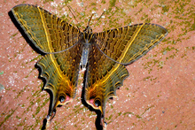 Butterfly in National Park Rincon de la Vieja, Costa Rica