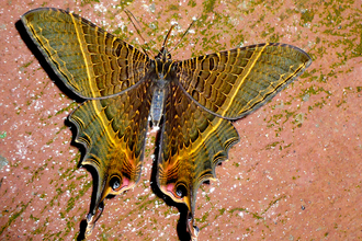 Butterfly in National Park Rincon de la Vieja, Costa Rica