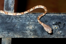 Snake in the night, National Park Rincon de la Vieja, Costa Rica