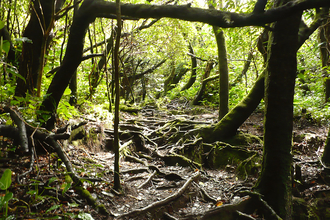 In the Rainforest, National Park Rincon de la Vieja, Costa Rica