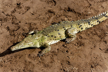Crocodile, Costa Rica
