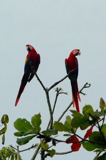 Scarlet Macaws in Costa Rica