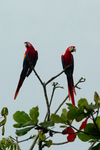 Scarlet Macaws in Costa Rica