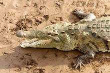 Crocodile waiting for birds to clean his teeth, Rio Tarcoles, Costa Rica
