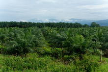 Palm fields, Costa Rica