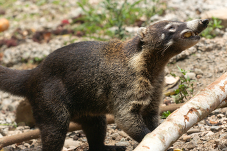 Coati near the road, Costa Rica