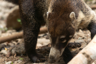 Coati near Dominical, Costa Rica