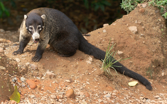 Coati looking at us, Costa Rica