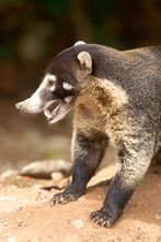 Coati's big teeth, Costa Rica